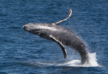 Imagen Ballenas Jorobadas